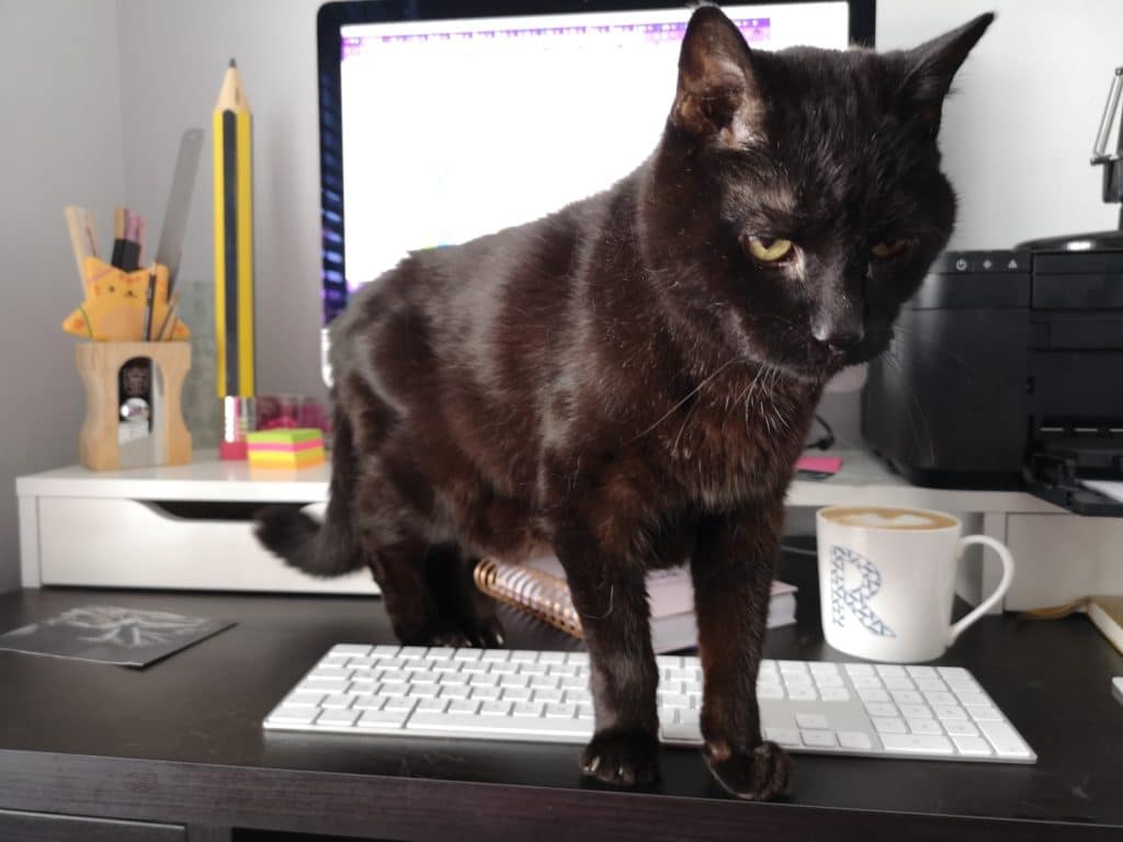 Our marketing managers cat doing an excellent job supervising as she works from home